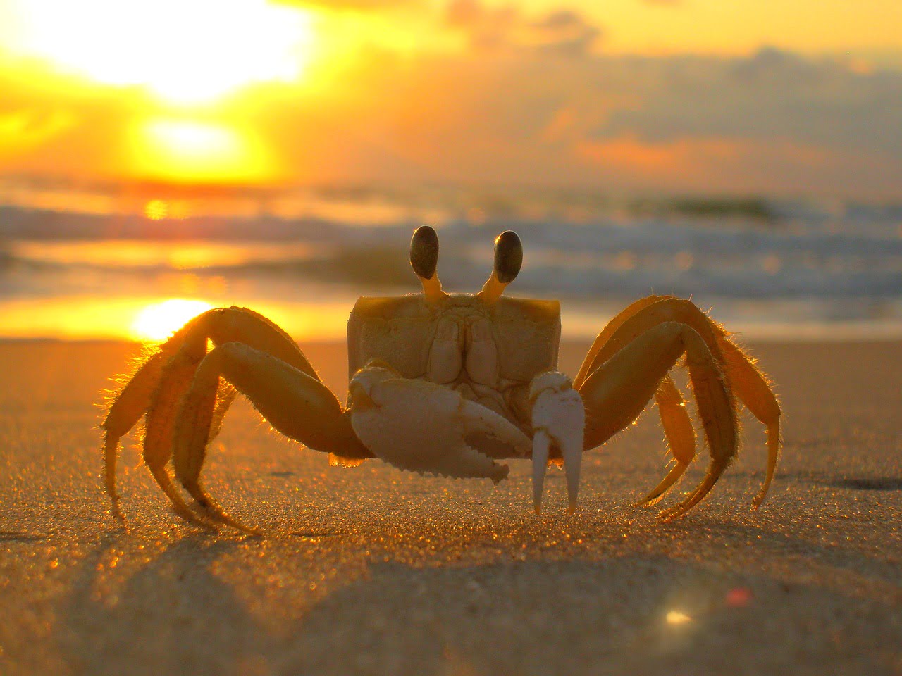 crab, beach, nature